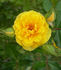 Golden Gardens rose photo