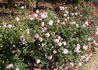 Estima rose photo