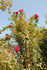 Red New Dawn rose photo
