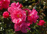 Arcadia rose photo