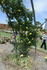 Allgold, Cl. rose photo