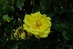 Allgold, Cl. rose photo