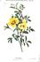 <i>Rosa hardii</i> rose photo