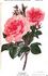 Camoëns rose photo