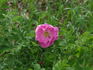 Carlos Dawn rose photo