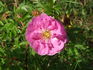 Daybreak rose photo