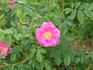 Haris rose photo