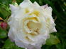 Northern Lights ® rose photo