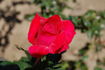 Cherry Glow rose photo