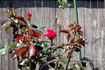 Cherry Glow rose photo