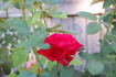 Cherry Glow rose photo