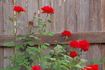 Cherry Glow rose photo