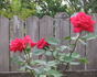 Cherry Glow rose photo