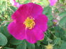 Carlos Red rose photo