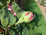 Monsieur Cordeau rose photo