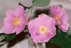 Carlos Beauty rose photo