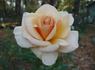 Cheshire rose photo