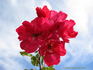 Prairie Fire rose photo