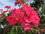 Prairie Fire rose photo