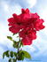 Prairie Fire rose photo