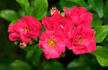 Fairy Damsel ® rose photo