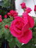 Maria Callas, Cl. rose photo
