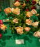 Gordon Eddie rose photo
