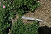 Flinders rose photo