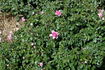Flinders rose photo