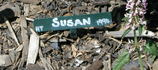 Susan rose photo