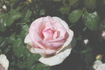 Susan rose photo