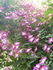 Laura Ashley rose photo
