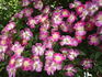 Laura Ashley rose photo