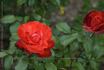 Warrior rose photo