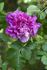 Alice Maude rose photo