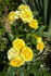 Golden Gardens rose photo