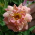 Poulsen's Copper rose photo