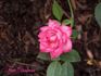 Fair Dinkum ™ rose photo