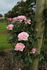 Patio Pearl ™ rose photo