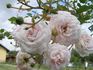 Heinrich Blanc rose photo
