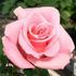 All American Girl rose photo