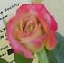 Autumn Bliss rose photo