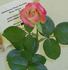 Autumn Bliss rose photo