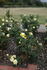 Countrywoman rose photo