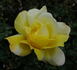 Countrywoman rose photo