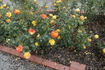 Wildfire rose photo