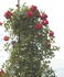 Australian Beauty rose photo