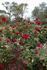 Allen Brundrett rose photo
