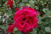 Allen Brundrett rose photo