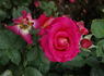 Brisbane Blush rose photo